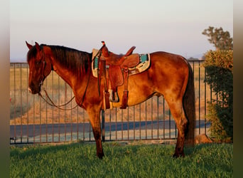 Quarter horse américain, Hongre, 8 Ans, 163 cm, Roan-Bay