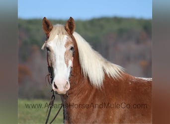 Quarter horse américain, Hongre, 8 Ans, 168 cm, Alezan cuivré