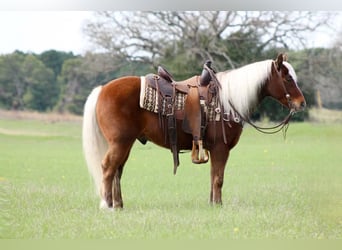 Quarter horse américain, Hongre, 8 Ans, Alezan brûlé