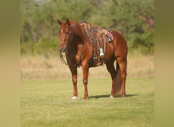 Quarter horse américain, Hongre, 8 Ans, Alezan cuivré