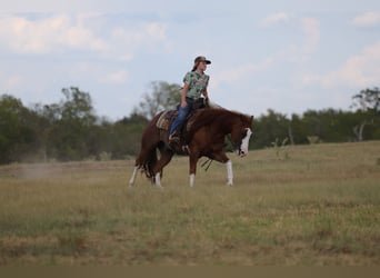 Quarter horse américain, Hongre, 8 Ans, Alezan cuivré