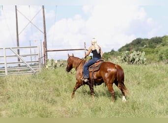 Quarter horse américain, Hongre, 8 Ans, Alezan cuivré