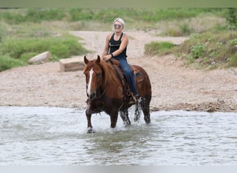 Quarter horse américain, Hongre, 8 Ans, Alezan cuivré
