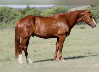 Quarter horse américain, Hongre, 8 Ans, Alezan cuivré