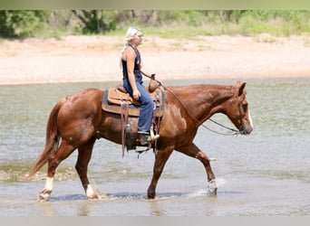 Quarter horse américain, Hongre, 8 Ans, Alezan cuivré