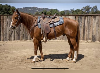 Quarter horse américain, Hongre, 8 Ans, Alezan cuivré