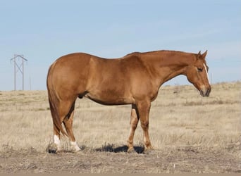 Quarter horse américain, Hongre, 8 Ans, Alezan dun