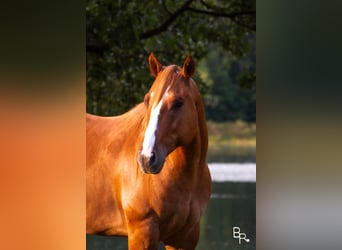 Quarter horse américain, Hongre, 8 Ans, Alezan dun