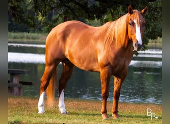 Quarter horse américain, Hongre, 8 Ans, Alezan dun