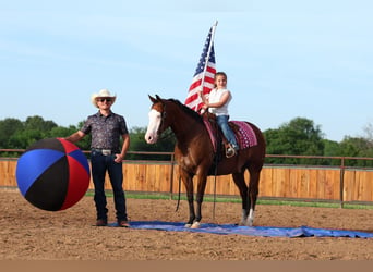 Quarter horse américain, Hongre, 8 Ans, Bai cerise