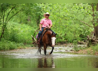 Quarter horse américain, Hongre, 8 Ans, Bai cerise