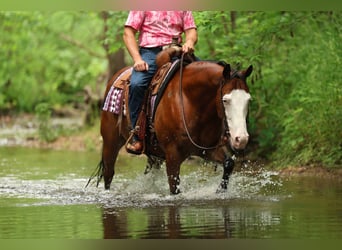Quarter horse américain, Hongre, 8 Ans, Bai cerise