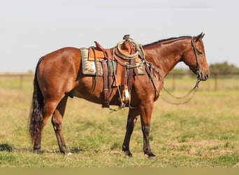 Quarter horse américain, Hongre, 8 Ans, Bai cerise