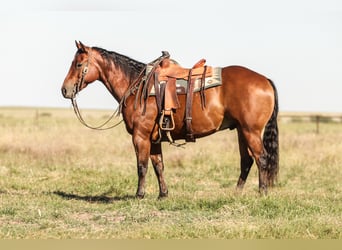 Quarter horse américain, Hongre, 8 Ans, Bai cerise
