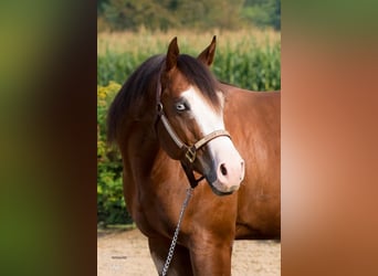 Quarter horse américain, Hongre, 8 Ans, Bai