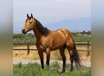Quarter horse américain, Hongre, 8 Ans, Buckskin