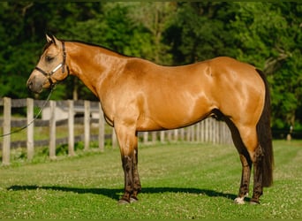 Quarter horse américain, Hongre, 8 Ans, Buckskin