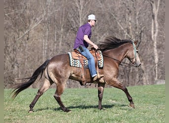 Quarter horse américain, Hongre, 8 Ans, Buckskin
