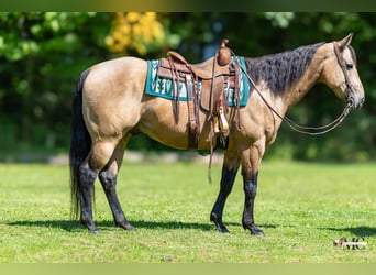 Quarter horse américain, Hongre, 8 Ans, Buckskin