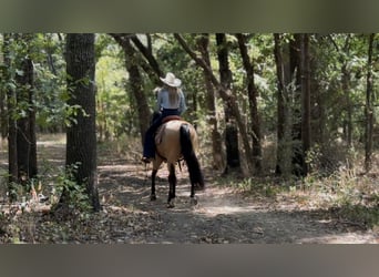Quarter horse américain, Hongre, 8 Ans, Buckskin