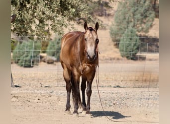 Quarter horse américain, Hongre, 8 Ans, Buckskin