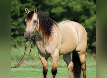 Quarter horse américain, Hongre, 8 Ans, Buckskin