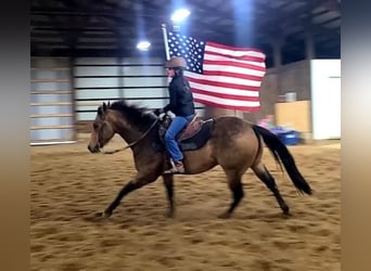 Quarter horse américain, Hongre, 8 Ans, Buckskin
