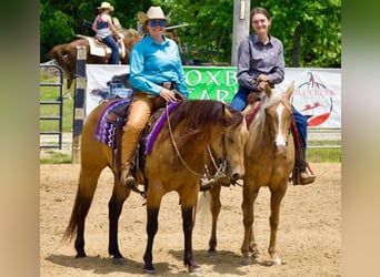 Quarter horse américain, Hongre, 8 Ans, Buckskin