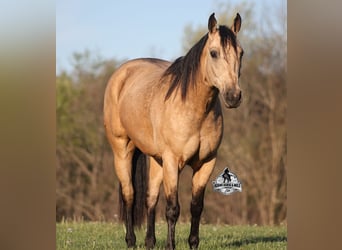 Quarter horse américain, Hongre, 8 Ans, Buckskin