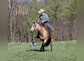 Quarter horse américain, Hongre, 8 Ans, Buckskin