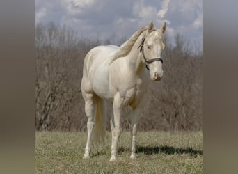 Quarter horse américain, Hongre, 8 Ans, Champagne