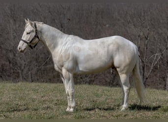 Quarter horse américain, Hongre, 8 Ans, Champagne