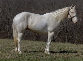 Quarter horse américain, Hongre, 8 Ans, Champagne