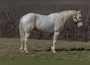 Quarter horse américain, Hongre, 8 Ans, Champagne