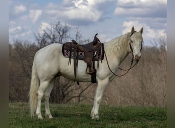 Quarter horse américain, Hongre, 8 Ans, Champagne