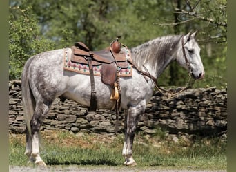 Quarter horse américain, Hongre, 8 Ans, Gris pommelé