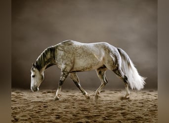 Quarter horse américain, Hongre, 8 Ans, Gris pommelé