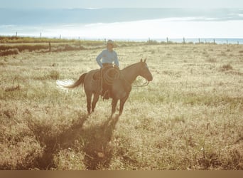 Quarter horse américain, Hongre, 8 Ans, Gris