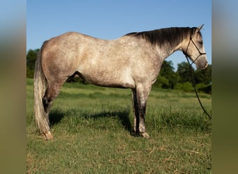 Quarter horse américain, Hongre, 8 Ans, Gris