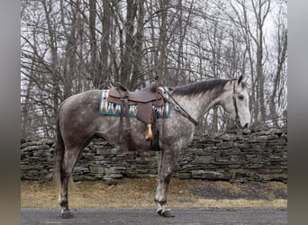 Quarter horse américain, Hongre, 8 Ans, Gris