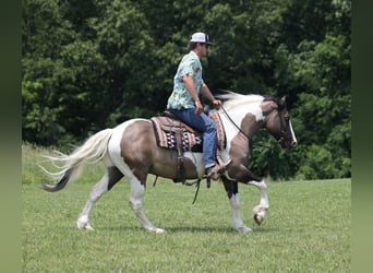 Quarter horse américain, Hongre, 8 Ans, Grullo