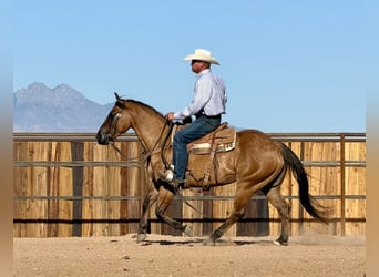 Quarter horse américain, Hongre, 8 Ans, Isabelle
