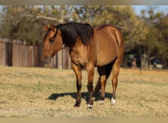 Quarter horse américain, Hongre, 8 Ans, Isabelle