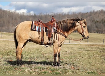Quarter horse américain, Hongre, 8 Ans, Noir