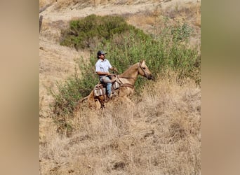 Quarter horse américain, Hongre, 8 Ans, Palomino