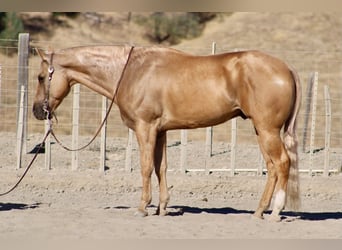 Quarter horse américain, Hongre, 8 Ans, Palomino