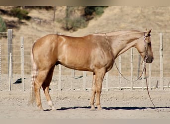 Quarter horse américain, Hongre, 8 Ans, Palomino