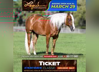 Quarter horse américain, Hongre, 8 Ans, Palomino