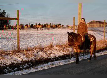Quarter horse américain, Hongre, 8 Ans, Roan-Bay