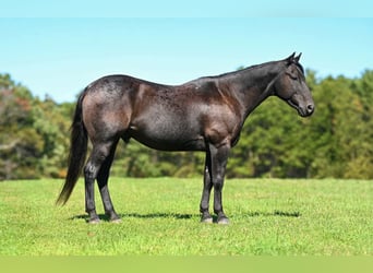 Quarter horse américain, Hongre, 8 Ans, Rouan Bleu